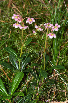Chimaphila umbellata ssp. acuta Pipsissewa